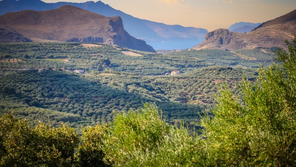 olive trees