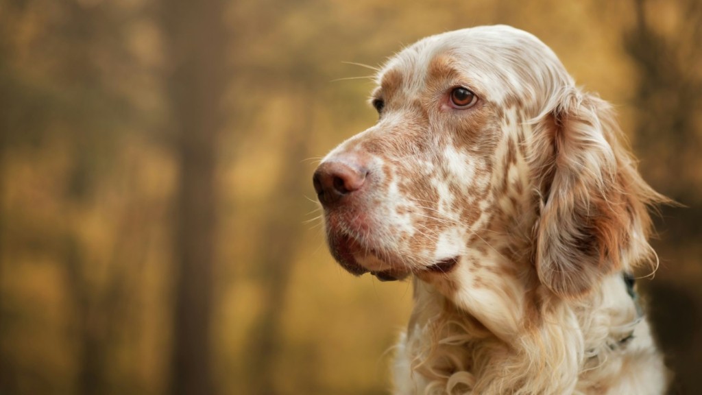 setter-lukasz-rawa-bqfIyMCLlA8-unsplash